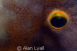 White spotted filefish - Bonaire - Canon EOS350D; EF-S 60... by Alan Lyall 